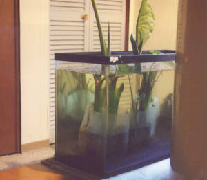 taro plants in gal jugs set in aquarium water