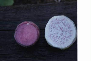 picture of taro corms-pii alii and bun long