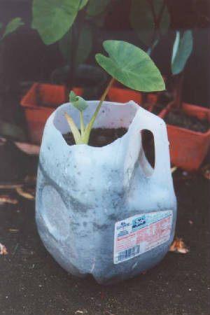 picture of tiny taro plant in a gallon milk jug