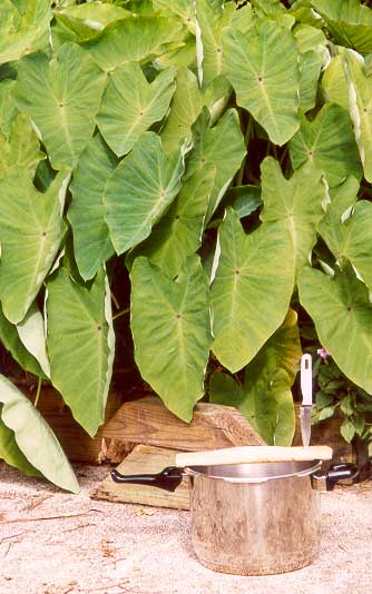 taro-leaves-harvest-setup-0.jpg