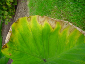 taro-salt-burn-on-leaf.jpg