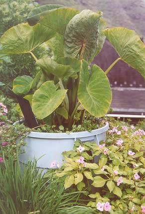picture of a taro plant growing in a trash can