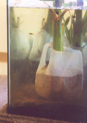 aquarium closeup, shows fish, sandy soil in jug