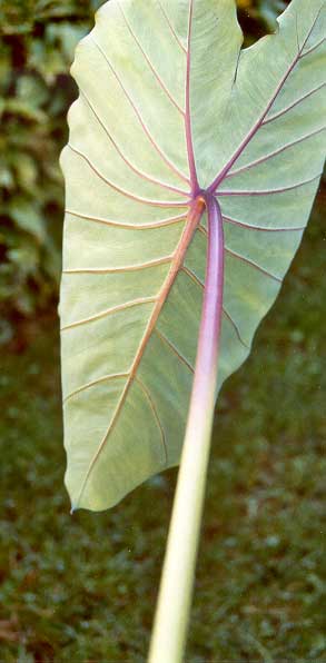 taro-bunlong-purplestem-9-0.jpg